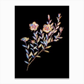 Stained Glass Vintage Rosa Persica Mosaic Botanical Illustration on Black n.0137 Canvas Print