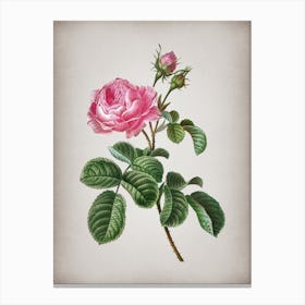 Vintage Provence Rose Botanical on Parchment n.0152 Canvas Print