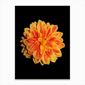 Dahlia 8 Canvas Print