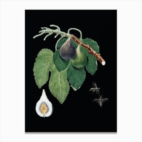 Vintage Fig Botanical Illustration on Solid Black n.0447 Canvas Print