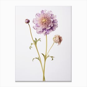 Pressed Flower Botanical Art Scabiosa 3 Canvas Print