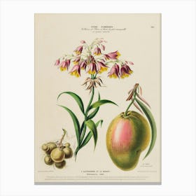 Flora Of France Canvas Print