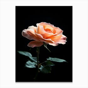 Peach Rose 23 Canvas Print