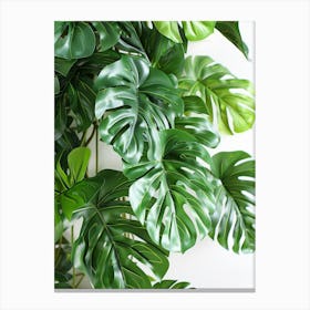 Monstera Plant Canvas Print