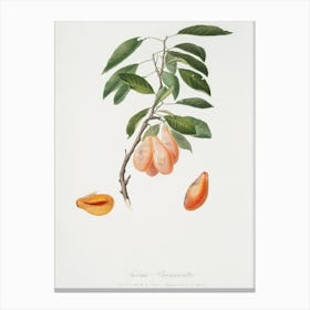Plum (Prunus Ligustica) From Pomona Italiana (1817 1839), Giorgio Gallesio Canvas Print