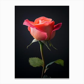 Single Pink Rose On Black Background 6 Canvas Print