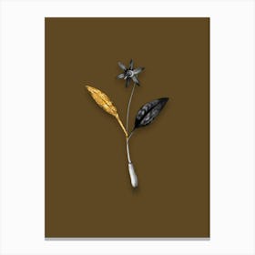 Vintage Erythronium Black and White Gold Leaf Floral Art on Coffee Brown n.0182 Canvas Print