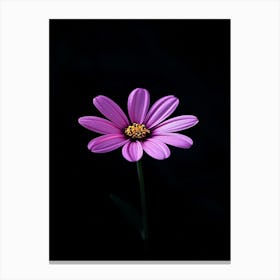 Purple Daisy Canvas Print