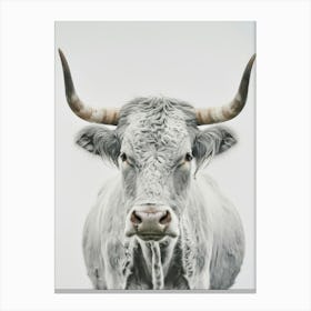 White Cow Canvas Print Canvas Print