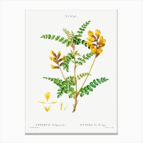 Cytisus Wolgaricus, Pierre Joseph Redoute Canvas Print