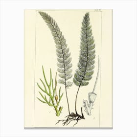 Ferns Canvas Print