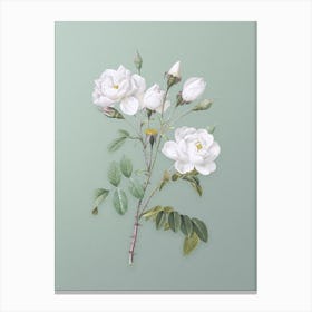Vintage White Rose Botanical Art on Mint Green n.0248 Canvas Print