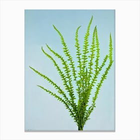 Asparagus Fern Bold Graphic Plant Canvas Print