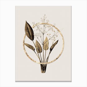 Gold Ring European Water Plantain Glitter Botanical Illustration Canvas Print
