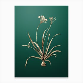 Gold Botanical Allium Fragrans on Dark Spring Green n.0288 Canvas Print
