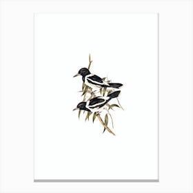 Vintage Pied Crow Shrike Bird Illustration on Pure White n.0276 Canvas Print