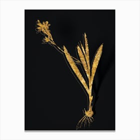 Vintage Gladiolus Mucronatus Botanical in Gold on Black n.0189 Canvas Print