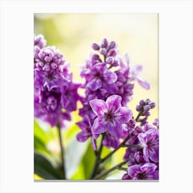 Purple Lila Flowers Canvas Print