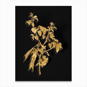 Vintage Judas Tree Botanical in Gold on Black n.0419 Canvas Print