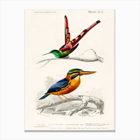 Different Types Of Birds, Charles Dessalines D'Orbigny 27 Canvas Print