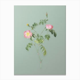 Vintage Pink Austrian Copper Rose Botanical Art on Mint Green n.0459 Canvas Print