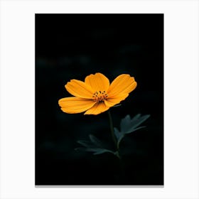 Yellow Cosmos Flower 2 Canvas Print