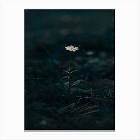 Single Flower In The Dark 39 Canvas Print