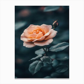 Rose In The Dark 27 Canvas Print