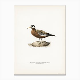 Palaropus Fulicarius Jourdaini, The Von Wright Brothers Canvas Print