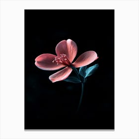 Pink Flower 10 Canvas Print