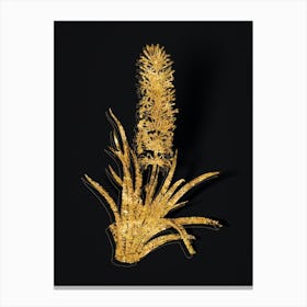 Vintage Snake Plant Botanical in Gold on Black n.0494 Canvas Print