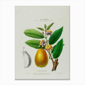 Pear fruit 1 Canvas Print