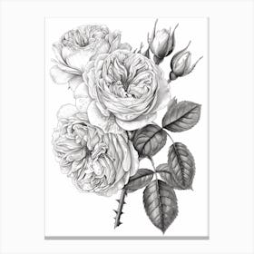 Rose With Dewdrops Line Drawing 4 Canvas Print