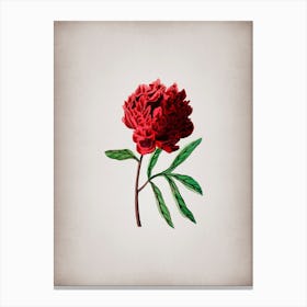 Vintage Pott's Chinese Peony Botanical on Parchment Canvas Print