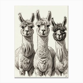 Three Alpacas Canvas Print