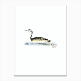 Aacid Vintage Great Crested Grebe Bird Illustration On Pure White Canvas Print