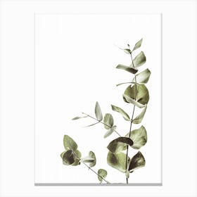 Eucalyptus Plant Canvas Print