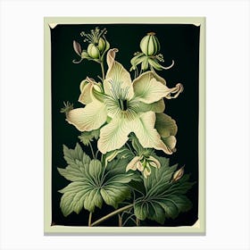 Columbine 3 Floral Botanical Vintage Poster Flower Canvas Print