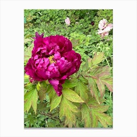 Img 4291   Peony paradise Canvas Print