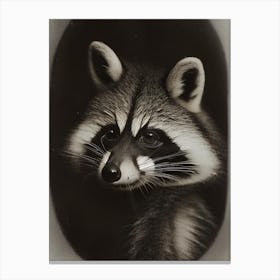 Raccoon Portrait Vintage Photography Canvas Print
