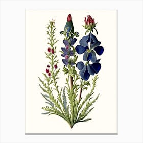 Veronica Wildflower Vintage Botanical 1 Canvas Print