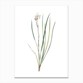 Vintage Siberian Iris Botanical Illustration on Pure White n.0342 Canvas Print