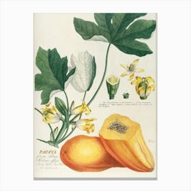 Papaya Canvas Print