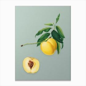Vintage Yellow Apricot Botanical Art on Mint Green n.0822 Canvas Print