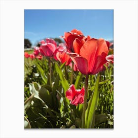 Red Tulips Canvas Print