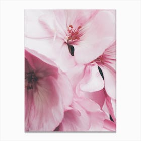 Pink Flowers Photo Canvas Print