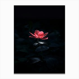 Lotus Flower In The Dark Canvas Print