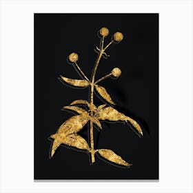 Vintage Orange Ball Tree Botanical in Gold on Black Canvas Print