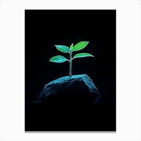 Plant Growing On A Rock 1 Canvas Print