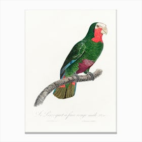 The Cuban Amazon From Natural History Of Parrots, Francois Levaillant 1 Canvas Print